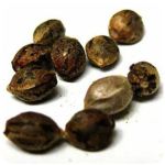 Семена марихуаны АК-47  (Seeds AK-47) в Кимовске